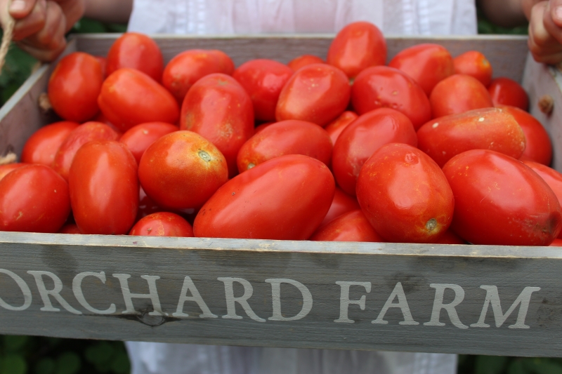 Garden tomato