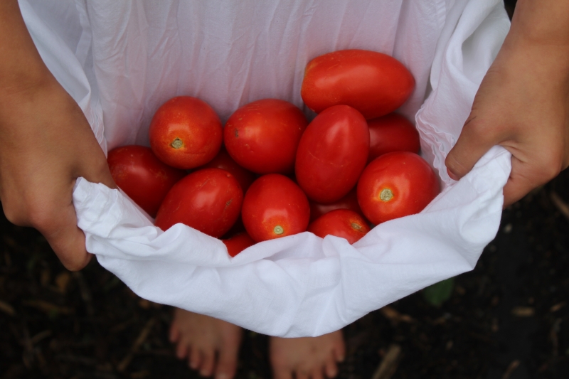 Garden tomato