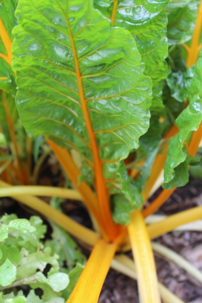 chard leaves