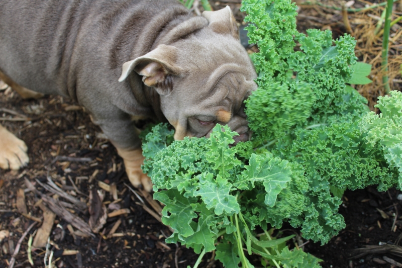 kale